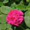 Historische Rose Rose de Resht 30-60cm