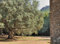 Echte Olive - 10 Samen