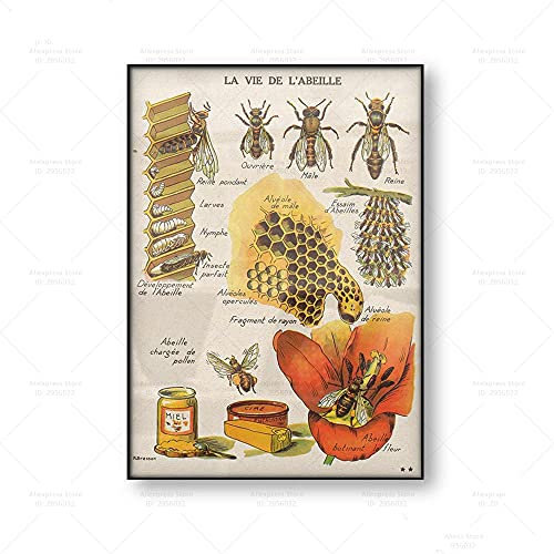 Bilder, Poster, Kunstdrucke The Bees Life Antique Poster Vintage Natural Poster Canvas Print Insekten Honey Bee Leinwand Malerei Wand Dekor Biene Diagramm Poster Vintage Vogue - 50X70Cm