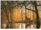WallArena - Vlies Fototapete Hirsch 3D Effekt Wald Natur Bäume Landschaft 368x254 cm - Fototapeten - Tapeten - für Wohnzimmer Schlafzimmer - Vliestapete Wandtapete Tapete 3D Effekt- inkl. Kleister