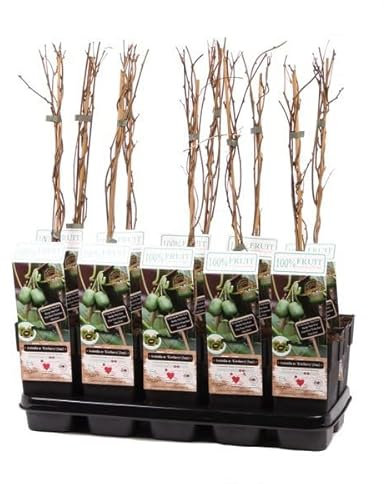 Planta de Kiwi Autofértil Natural Árbol del Kiwi Actinidia Deliciosa - Cultiva tu Propio Paraíso Frutal