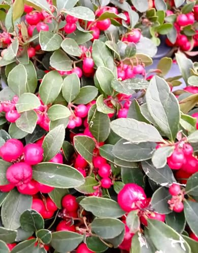 20 Stck. Rote Scheinbeere/Teppichbeere Gaultheria procumbens 10-15 cm immergrün