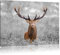 Pixxprint Großer Hirsch im Feld B&W Detail, Größe: 100x70cm, Leinwandbild, fertig gespannt, Wandbild, Dekoration, Kunstdruck, kein Poster