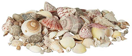 Relaxdays Muschel Deko im Set, Mix mit großen Meeresschnecken, Jakobsmuscheln, Stranddeko zum Basteln, maritim 1kg, bunt