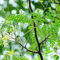 30 pcs moringa baum pflanze kaufen samen - küchenkräuter vegetable seeds bohnenkraut pflanze,Moringa oleifera, wintergemüse saatgut dekopflanzen kräutersamen historische gemüsesorten