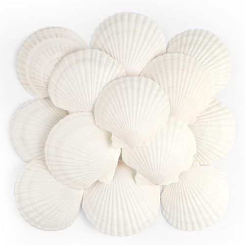 TaoQ C 16 Stück Muscheln Natürliche Muschel, 10CM-12CM Weiße Muschel Jakobs Muschel Kleine Muscheln für Handwerk Hochzeit Dekor Strand Theme Party