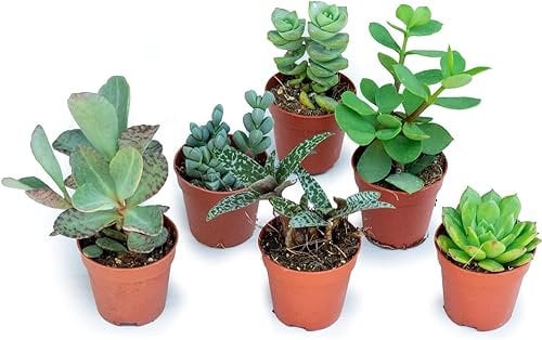 Italy Green Life - Set di 6 Piante Grasse Vere Senza Spine, Diametro Vaso 5,5cm I Mini Piantine da Interno ed Esterno | Piante Succulente Ideali per Scrivania, Casa e Ufficio | Regali Ecosostenibili