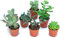 Italy Green Life - Set di 6 Piante Grasse Vere Senza Spine, Diametro Vaso 5,5cm I Mini Piantine da Interno ed Esterno | Piante Succulente Ideali per Scrivania, Casa e Ufficio | Regali Ecosostenibili