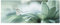 Bilderwelten Glasbild - Schmetterling und Tautropfen in Pastellgrün - Panorama 20 x 55cm
