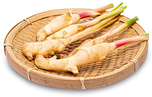 15 pcs galgant samen, Alpinia officinarum, balkon gemüse samen, hochbeet balkon Galgantwurzel balkongemüse, nachhaltige geschenke gemüse pflanzen, plants samen gemüse alte sorten,