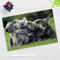 Schreibtischunterlage für Kinder und Erwachsene - Koala Familie - 60 x 40 cm - aus hochwertigem Vinyl - Made in Germany