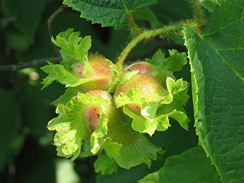 ÁRBOL DE AVELLANA AMERICANA también conocido como Filbert Corylus Americana Fruit Nut Seeds *Envío plano