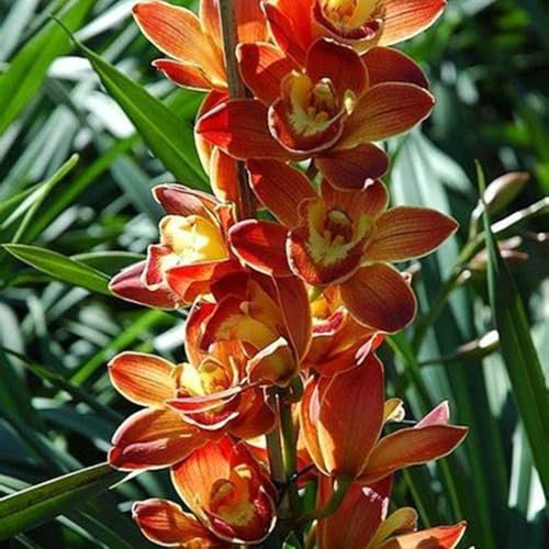 Cymbidium Orchid bulbi,Orchidea del cymbidium,cymbidium pianta vera,Piante erbacee perenni,Cymbidium planta,Decorazione del giardino(non fiori artificiali,senza semi)-5 bulbi-H