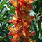 Cymbidium Orchid bulbi,Orchidea del cymbidium,cymbidium pianta vera,Piante erbacee perenni,Cymbidium planta,Decorazione del giardino(non fiori artificiali,senza semi)-5 bulbi-H