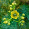 semi di ruta - piante da giardino in vaso estremamente resistenti giardino erbe aromatiche piante esotiche da interno in vaso estremamente resistenti fiori perenni balcone 500pcs