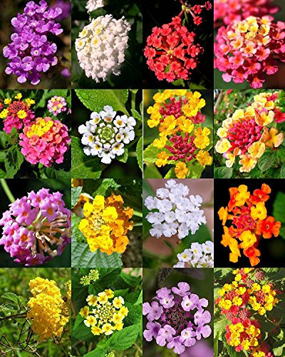 Lantana MIX, arbusto Verbenas mariposa Jardín FLORES jamón y huevos de semillas 20 semillas