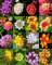 Lantana MIX, arbusto Verbenas mariposa Jardín FLORES jamón y huevos de semillas 20 semillas