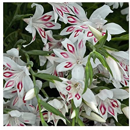 Oliwier's Bulbs 20x Gladioli Nanus Nymph Bulbs Spring Flowering White Dwarf Gladiolus Garden Cut Flowers Autumn Planting Hardy Corms