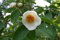 Japanische Scheinkamelie Stewartia pseudocamellia Pflanze 15-20cm Sommerkamelie