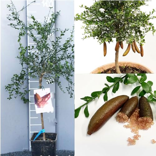 SAVINI VIVAI Pianta di Limone Caviale Pink Ice Albero di Agrumi Finger Lime Limone ad Alberello in Vaso 35 cm Altezza 120-140 cm 4 Anni di Innesto Made Italy