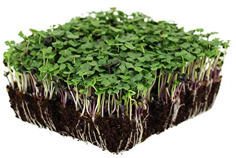 Mountain Valley Seed Co Bulk Salad Mix Microgreens Seeds 4 Oz Non-GMO Blend