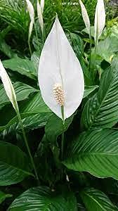 Aamish 50 Stück Spathiphyllum Friedenslilie Pflanzensamen