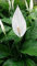 Aamish 50 piezas Spathiphyllum semillas de plantas de lirio de la paz