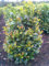 immergrüner Kirschlorbeer Prunus laurocerasus Etna -R- 125-150 cm hoch und 80 cm breit im 15 Liter Pflanzcontainer Solitär