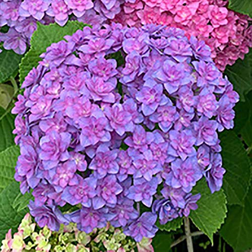 Oce180anYLVUK Hortensiensamen, 1 Beutel Hortensiensamen Seltene Kleine Kugelförmige Blumensamen Riesige Schneebälle Für Den Garten Dunkelviolett Hortensie