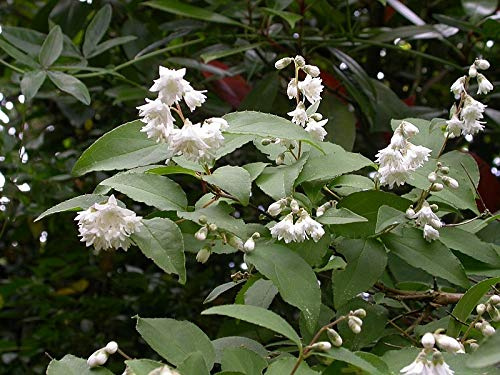 Sternchenstrauch Deutzia scabra Plena 40-60 cm Zierstrauch winterhart | Weiße gefüllte Blüten, sonnig bis halbschattig, schnittverträglich, ideal für Hecke, Rabatte und Einzelstellung