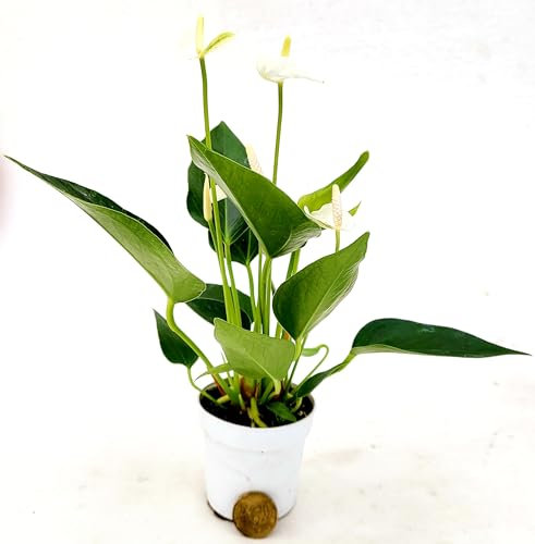 POWERS TO FLOWERS - ANTHURIUM BIANCO IN VASO 7 CM DIAMETRO, IDEALE PER TERRARIUM DI MEDIA MISURA, piante vere