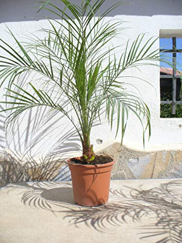 Palmier dattier nain, Phoenix roebelenii, une plante/palmier d'environ 65-75 cm de haut