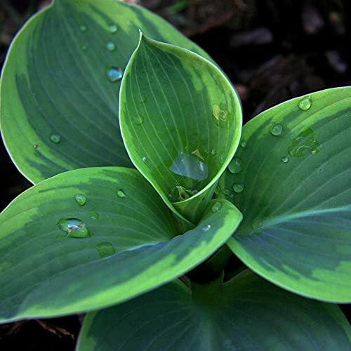 Hosta Olive Bailey Langdon Garden Plant Hardy Perennial Flowering Garden Plants Easy to Grow Your Own 3X Bare Root by Thompson and Morgan