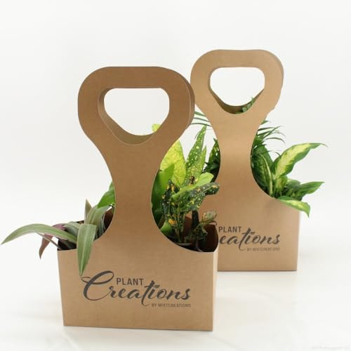Pflanzen Geschenkset ECO Tas3-3 Pflanzenmix mit Ecotas-Tasche - Ø9 cm- Höhe 30 cm