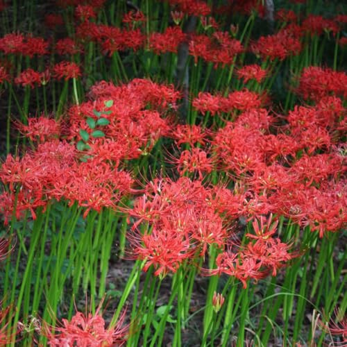 bulbo de lycoris radiata, lirio araña, exóticas, resistentes, decoración perennes 2pcs