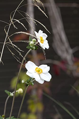 Anemone japonica 'Honorine Jobert' ca. 9x9 cm Topf - Herbst-Anemone, weiße Blüten, Blütezeit August-Oktober, ideal für halbschattige Beete, pflegeleicht