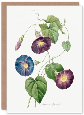 Artery8 Pierre-Joseph Redouté Art Card Morning Glory Vintage Floral