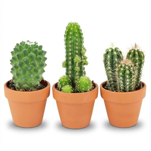 Mini Kakteen Mix – 3 Pflanzen – Ø8,1cm Terrakottatöpfe – Höhe 5–10cm – Pflegeleichte Zimmerpflanzen – Kleine Kakteen für Fensterbank & Büro