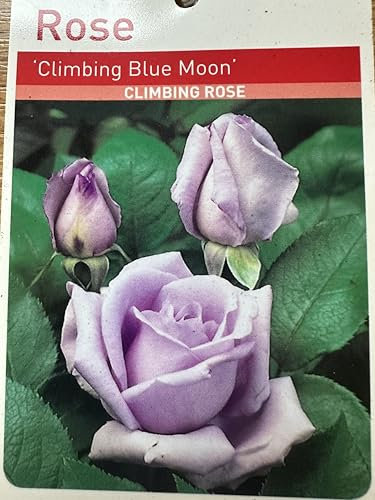 GARTHWAITE NURSERIES® : - Rose Fragrant Climbing Blue Moon Purple Bush Rose Plant in 3 Litre Pot, Lavender Blue Colour