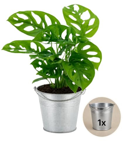 Pflanze Plus | Monstera adansonii (pianta groviera) | 1 pianta con vaso in zinco | Pianta da interno facile da curare