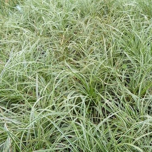 6x Segge' Snowline' - Carex conica 'Snowline' - Topf 9x9cm