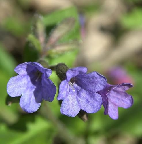 Schmalblättriges Lungenkraut - Pulmonaria angustifolia - lebende Gartenpflanze aus den Baumschulen