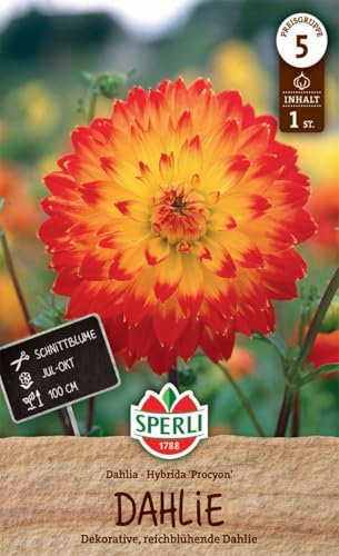 Sperli Dahlie Procyon 260168 - dekorativ, reichblühende Dahlie für Beet & Vase mit feurig dekorative Zungenblättchen - Dahlienknollen, Blumenzwiebeln
