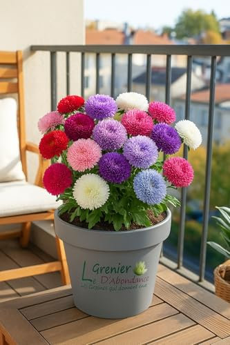 100 semi da seminare - L'Attico d'Abondanza - Regina Margherita Pompon - Callistephus Chinensis Pompon