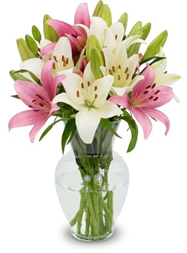 Stargazer Barn – 10 Stem Pink & White Lily Bouquet – Mother’s Day Flowers for Mom – Fresh Flower Delivery, Farm Fresh, Hand-Tied in USA, Ready to Gift – No Vase Included
