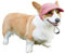 Qaziuy Hunde Baseballmütze, Verstellbar Sonnenschutz Hundecap mit Ohrlöchern, Rosa, S, L