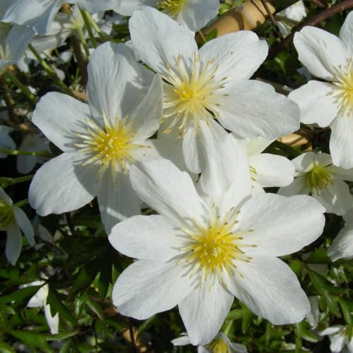 Clematis Avalanche Evergreen Flowering Climber Large White Flowers Scrambling Habit Ideal for Borders or Obelisk 2X or 3X 15cm Pots by Thompson and Morgan