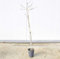 Albero di Kaki Mela (1 Anno)