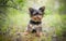 LHJOY jigsaw puzzle sets for adults 1000 pieces Dog yorkshire terrier dog