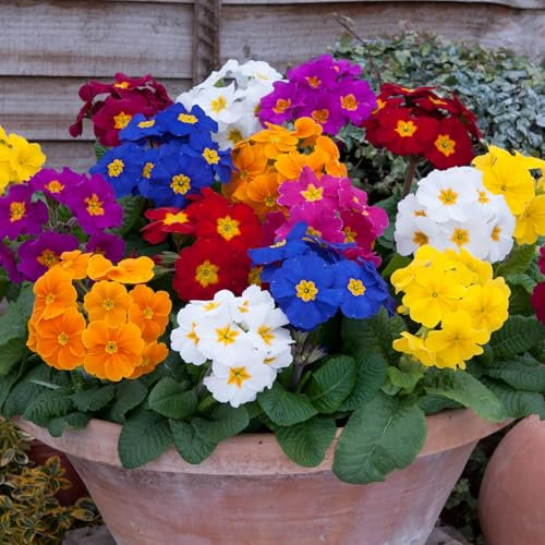 Perfect Plants Winter Polyanthus Plants Mixed Colours - Outdoor Garden Ready Bedding Plants - 6 Plants Each Delivered in a 10.5cm Plant Pot - Vibrant Flowers with Delicate Blooms